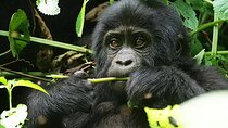 10-Days Mountain Gorillas, Chimps & Uganda Wildlife Safari