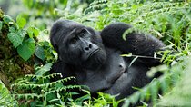 07-Days Murchison Falls, Queen Elizabeth & Gorillas Safari