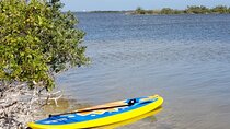 Coastal Wildlife Stand-Up Paddle Adventure
