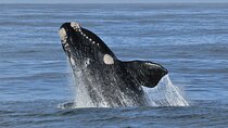 Hermanus Whale Watching Boat Trip and Stony Point Penguins Day Tour