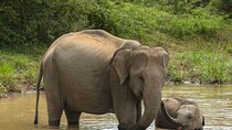 Yala National Park Private Safari Tour