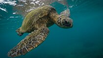 Snorkeling with Sea Turtles in Mirissa (Pickup and Drop included)