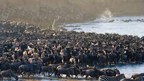  5 Days Tanzania Safari Great Wildebeest Migration 