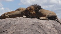 3 Day Magic Safari (Arusha, Tarangire & Manyara NP)