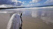 Horse Riding Experience through El Limon Beach