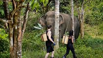 Full-Day Phuket Elephant Sanctuary Tour with Lunch and Dinner