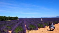 Lavender Fields Tour in Valensole from Marseille