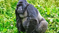Safari 2 Days, 1 Night - Rwanda Mountain Gorilla Trekking & Rwanda Memorial