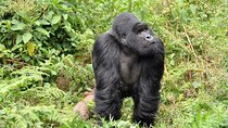 3-Day Gorilla Trekking in Bwindi Impenetrable Forest