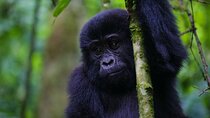 11-Day Uganda Rwanda Gorilla Tracking Tour from Entebbe