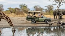 Day Tour in Lake Manyara National Park - Paradise Tour