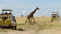 3 Day Maasai Mara 4x4 group Safari(Budget or Luxury room options)