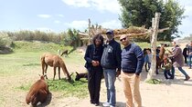 8-Hour Africa Safari Park Private Tour from Cairo with Hotel Pickup and Drop-off