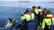 Speedboat Whale Watching Small-Group Tour in Reykjavik