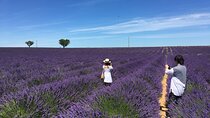 5-Hours Lavender Fields Tour in Valensole from Aix-en-Provence