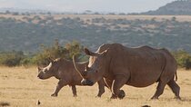 6 Days Private Rhino Conservation Safari in Kenya Tour