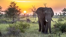 3 Day Kruger National Park Safari & Panorama Route 