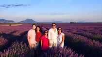 Sunset Lavender Tour in Valensole with pickup from Marseille 