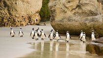 African Penguins (Boulders Beach) Half Day tour from Cape Town