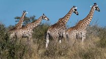 2 Day Kruger National Park Safari