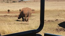 Rhino And Lion Safari with Wondercave Tour