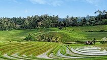 Private Tour The Beauty of Jatiluwih Rice Terrace