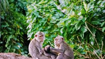 Private Tours Bedugul And Alas Kedaton Monkey Forest
