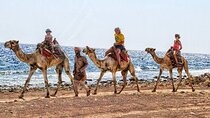 Snorkel & Camel Ride In Dahab From Sharm El Sheikh