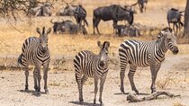 5 Days Tanzania Private Safari Tour