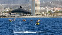 Whale and Dolphin Watching EcoAdventure in Tenerife