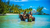  Swimming with Horses at the Beach from Punta Cana Free transportation