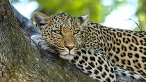 4-Day Best of Tanzania Safari 