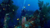 Bali: Tulamben Scuba Diving at USS Liberty Shipwreck