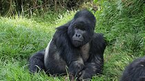 11 Day Chimpanzee Trekking, Gorilla Tracking and Wildlife Safari