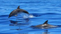 Whale & Dolphin Watching Boat Trip in Tenerife On a Sailing Boat (3 Hr)
