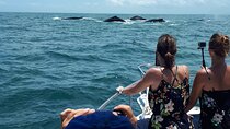 Private Whale Watching Tour – 27ft Proline | Pearl Islands