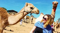 Private Day Tour to Camel Market of Birqash In Cairo
