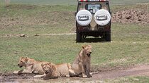 Private Group Serengeti Safari, Crater & Tarangire National Park