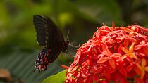 Butterfly Sanctuary Guided Tour in Puerto Vallarta