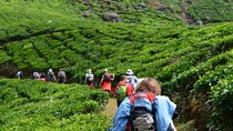 Darjeeling Himalayan Tea Tour
