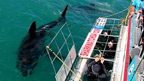 Gansbaai Shark Cage Diving & Penguins Small Group Tour from Cape Town