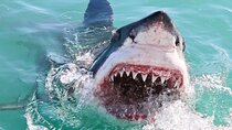 From Cape Town: Shark Cage Diving Private Boat Tour to Gansbaai