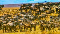 Private 3 Days Astounding Masai Mara Migration Safari.