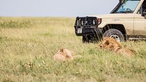 Kenya Tanzania Herdtracker Migration Safari - 08 Days