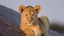 3-Day Private Ngorongoro Crater and Serengeti Park Tour