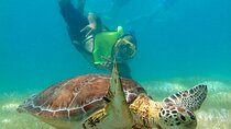 VIP Tulum & Turtles Private Tour