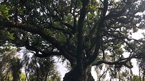 Private Tour of Fanal Park Ancient Trees