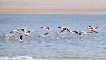 Full-Day Bird Watching Private Experience at Fayoum