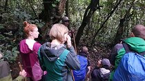 2 Days Chimpanzee trekking & Canopy Walk in Nyungwe National Park 