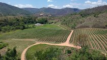 Full-Day Winery Tour from Rio